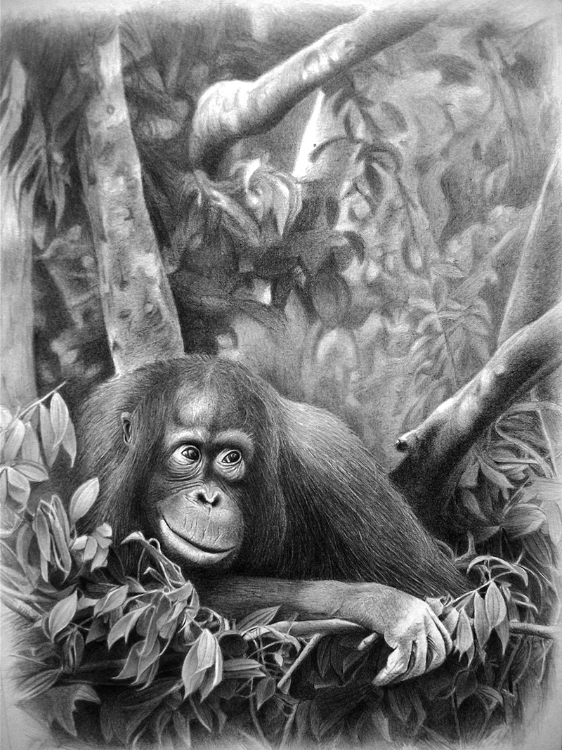 OrangutanS